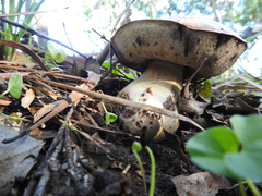 Boletus carramarus