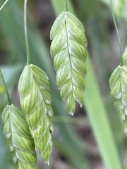 Bromus briziformis