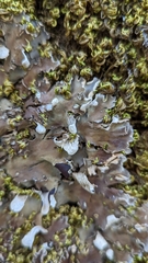 Peltigera ponojensis