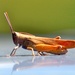Short-horned Grasshoppers and Locusts - Photo (c) Brian Yap (è‘‰), some rights reserved (CC BY-NC)