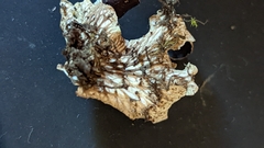 Peltigera ponojensis