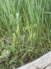 Bromus briziformis