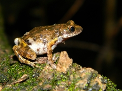 Eleutherodactylus nitidus