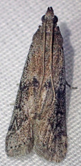 Vitula serratilineella