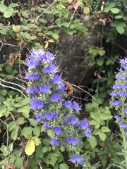 Echium salmanticum