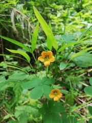 Tropaeolum ciliatum