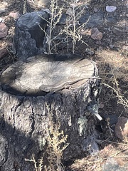 Sceloporus tristichus