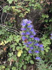Echium salmanticum