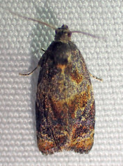 Ditula angustiorana