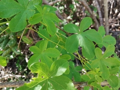 Tropaeolum ciliatum