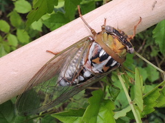 Megatibicen dealbatus