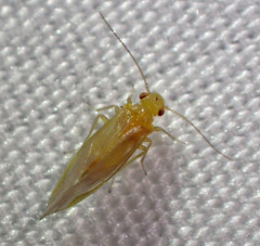 Valenzuela perplexus