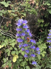 Echium salmanticum