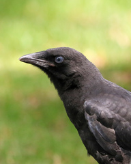 Corvus brachyrhynchos brachyrhynchos
