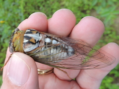 Megatibicen dealbatus