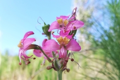 Alstroemeria revoluta
