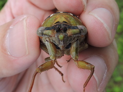 Megatibicen dealbatus