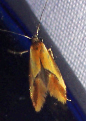 Batia lunaris