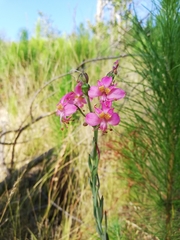 Alstroemeria revoluta