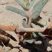 Euphorbia lata - Photo (c) ellen hildebrandt,  זכויות יוצרים חלקיות (CC BY-NC), uploaded by ellen hildebrandt