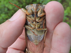 Megatibicen dealbatus
