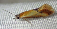 Batia lunaris