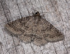 Matigramma pulverilinea