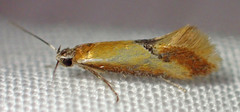 Batia lunaris