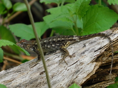 Sceloporus horridus