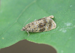 Olethreutes astrologana