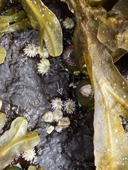 Solidobalanus hesperius