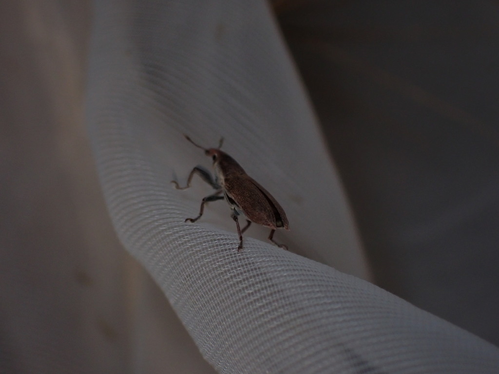 Lixus acicularis