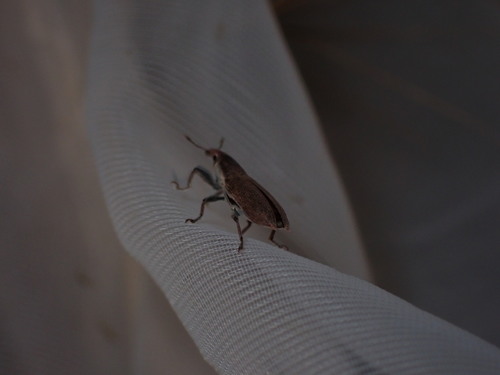 Lixus acicularis