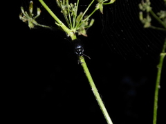 Chrysolina oricalcia