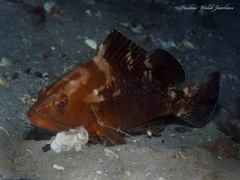 Epinephelus morio