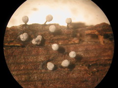 Physarum crateriforme