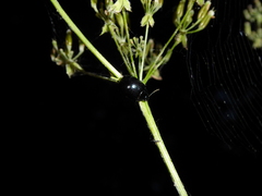 Chrysolina oricalcia
