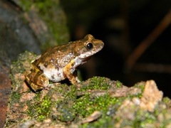 Eleutherodactylus nitidus