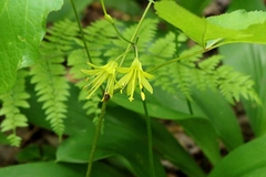 Clintonia borealis