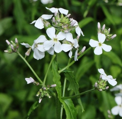 Hesperis matronalis