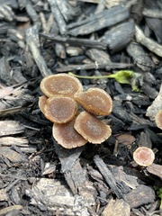 Galerina badipes