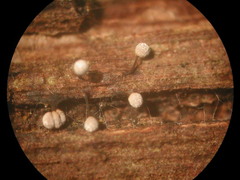 Physarum crateriforme