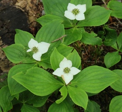 Cornus canadensis