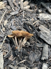 Galerina badipes