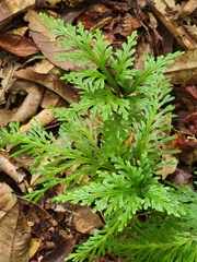 Selaginella longipinna