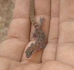 Saurodactylus fasciatus