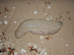 Astichopus multifidus