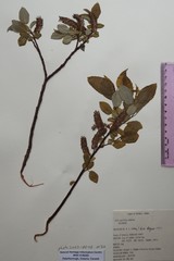 Salix pyrifolia