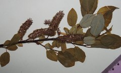 Salix pyrifolia