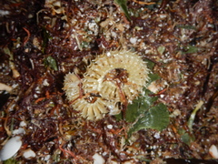 Astichopus multifidus